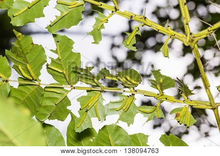 Three-spot Grass Yellow Caterpillars