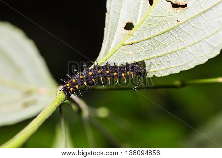 Young Orange Oakleaf Caterpillar