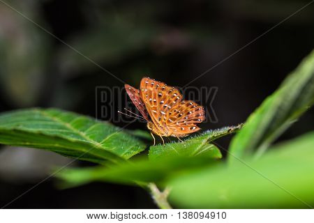 The Punchinello Butterfly