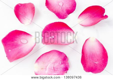 Pink Rose Petels isolated on White background Classic style