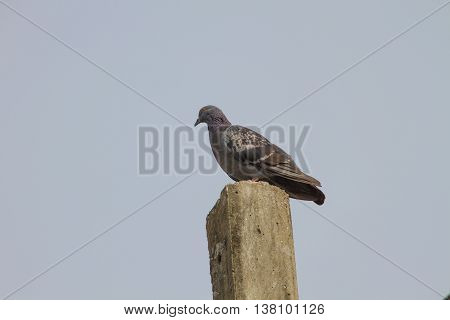 Rock Pigeon Sitting On Pole
