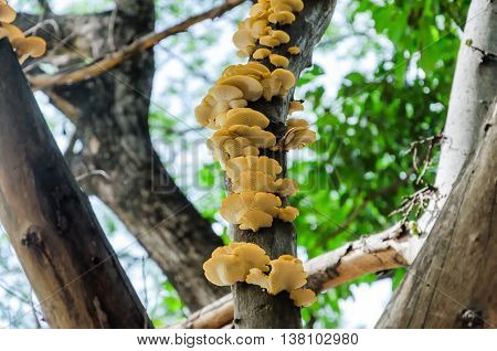Mushroom is swallowing a branch on the tree