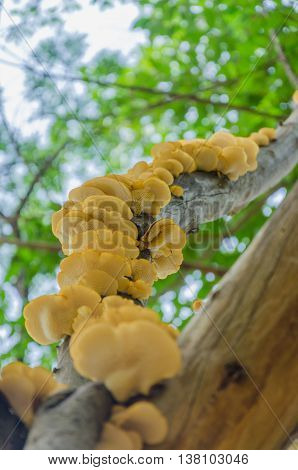 Mushroom is swallowing a branch on the tree