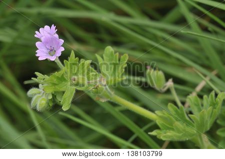 Doves foot Cranesbill - Geranium molle Pink Flowers in Grass