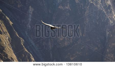 Flying condor Colca Canyon, Peru