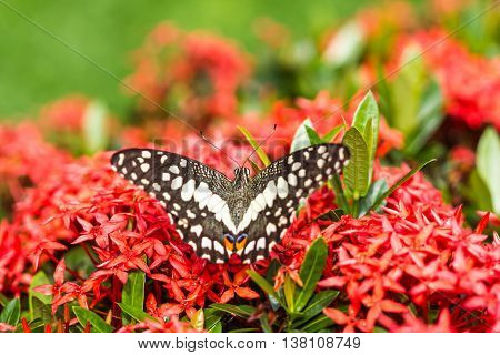 a beautiful butterfly on the red flower