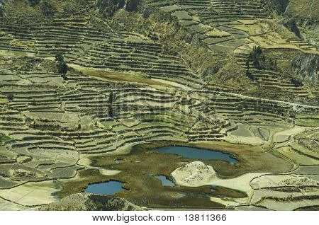 Colca canyon Andeilla, Peru