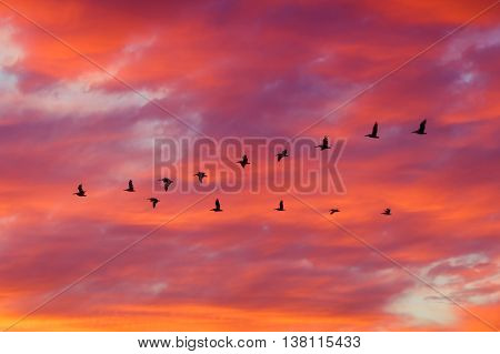 Sillhoutte of birds flying in formation with dramatic clouds at sunset