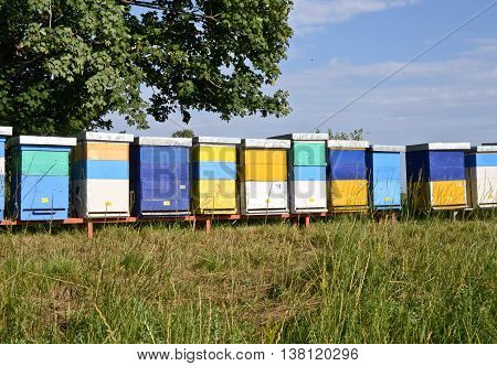 Beekeeping and honey production. Small - family business in east Europe