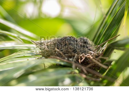 close up Dove bird sitting in the nest on a palm tree at thailand