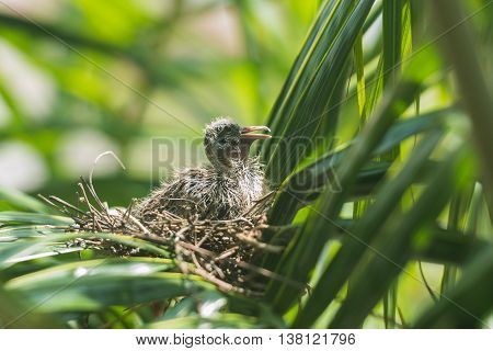 close up Dove bird sitting in the nest on a palm tree at thailand