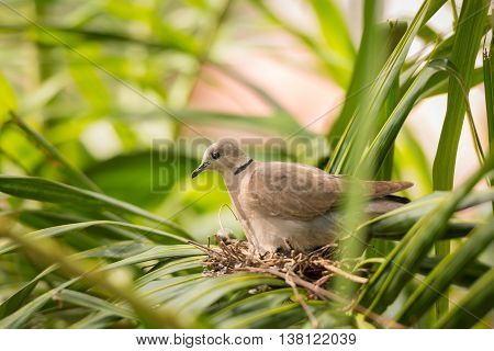 close up Dove bird sitting in the nest on a palm tree at thailand