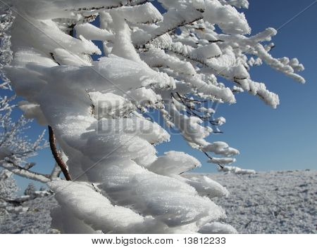 Ramo congelato nella foresta invernale