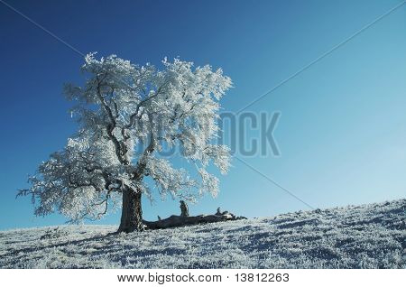 Solo albero congelato su sfondo blu