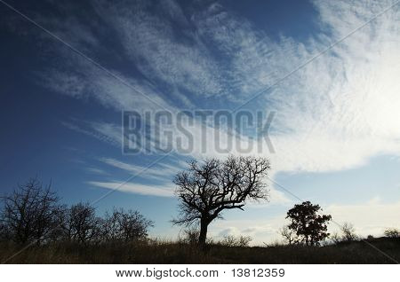 Tree silhouette in Crimea mountain on the blue background