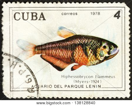 MOSCOW RUSSIA - DECEMBER 2015: a post stamp printed in CUBA shows a fish Hyphessobrycon flammeus the series 
