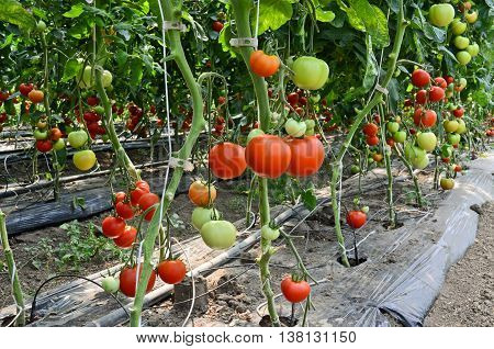 Growing tomatoes in greenhouse. Small - family business in eastern Europe
