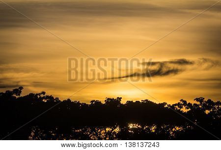 sunrise on the silhouette branches of trees in the morning