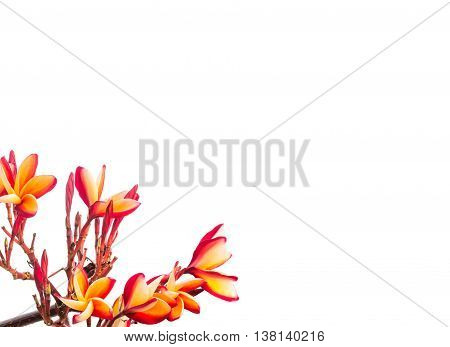 colorful blooming plumeria isolated on white background