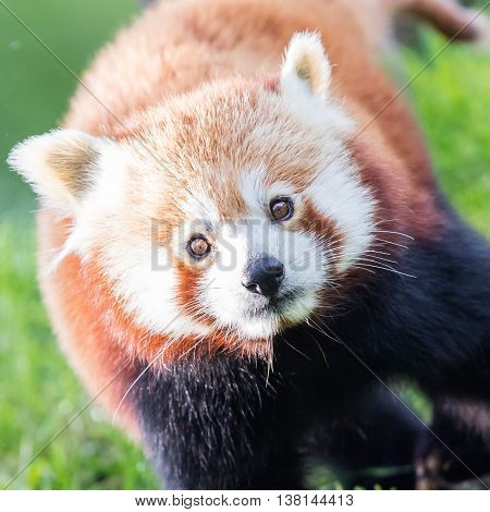 The Red Panda, Firefox Or Lesser Panda
