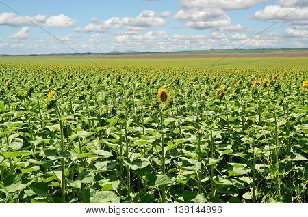 Huge sunflower Field, farming in eastern Europe
