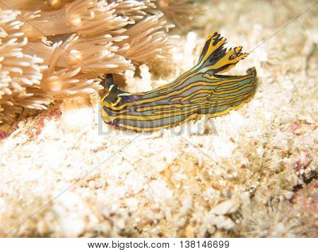 closed up the nudibranch in Myanmar divesite