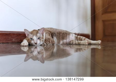 the salit cat is trying to sleep