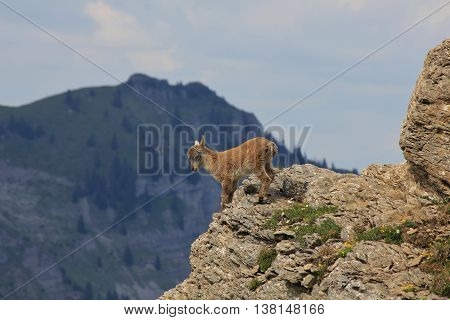 Wild animal living high up in the Alps. Alpine ibex baby photographed on Mt Niederhorn.