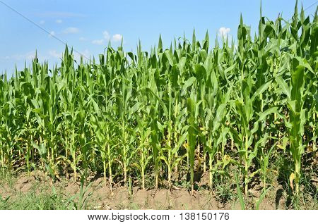 Young cornfield. Agriculture and farming in eastern Europe