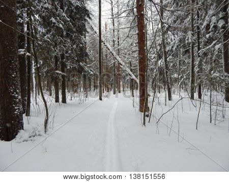 Winter forest in Electrostal Moscow region Russia