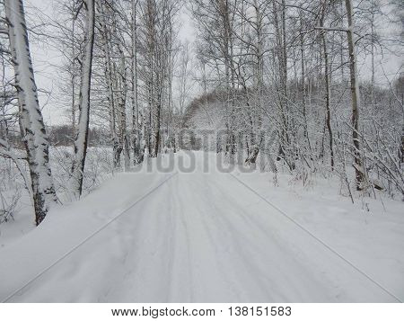 Winter forest in Electrostal Moscow region Russia