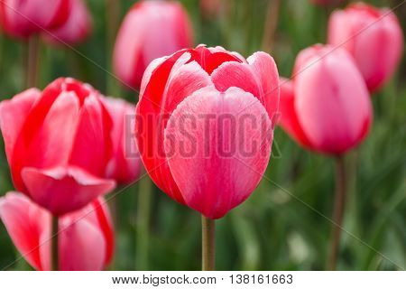 Pink tulip with in background other of tulips