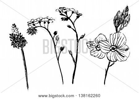 drawing set collection forest and garden herbs sketch hand-drawn graphic isolated vector illustration