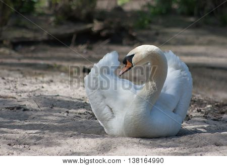 White swan resting on the sand near the lake.