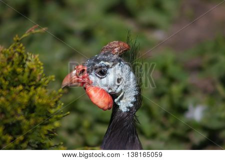 Numida meleagris walks on its territory and cackles.