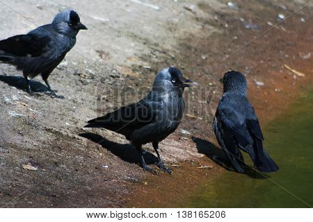 Corvus monedula standing near the lake before bathing.