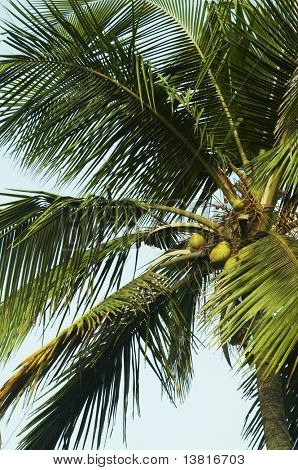 Coconat palm-tree