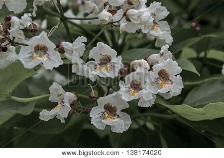 Close up of Indian Bean Tree flowers  or Catalpa bignonioides, Sofia, Bulgaria