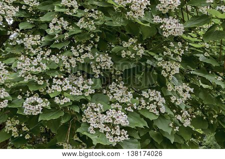 Branch with bud and bloom of Indian Bean Tree flowers  or Catalpa bignonioides, Sofia, Bulgaria
