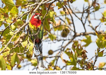 Colorful Eastern Rosella bird perching on Sweet Gum tree branch during Autumn in South Australia