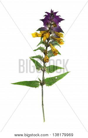 Pressed and dried flowers melampyrum nemorosum. Isolated on white background. For use in scrapbooking floristry (oshibana) or herbarium.