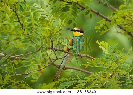European bee-eater or Merops apiaster seats on a twig