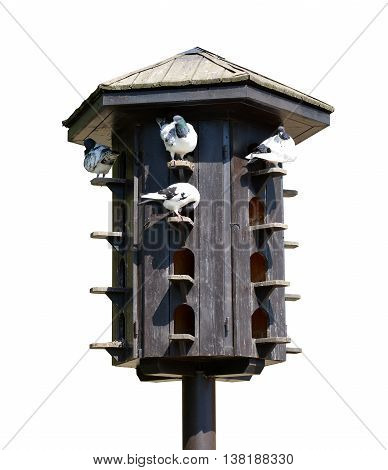 Wooden dovecote with pigeons isolated on white background.