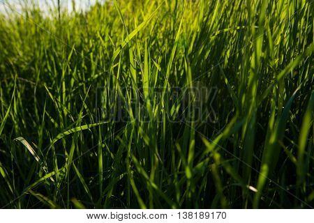 Beautiful background with fresh grass on sunny day