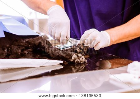 Unrecognizable veterinarian examining black dog with wouded paw. Young blond woman working at Veterinary clinic.
