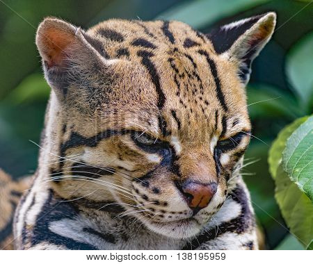 Wildcat At Zoo