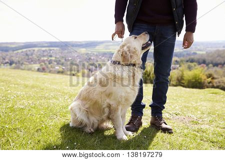 Close Up Of Golden Retriever On Walk In Countryside