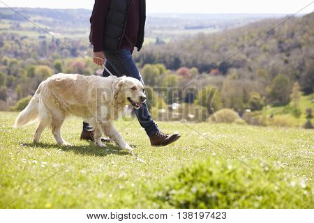 Close Up Of Golden Retriever On Walk In Countryside