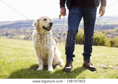 Close Up Of Golden Retriever On Walk In Countryside