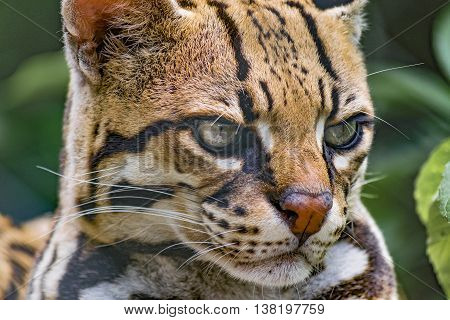Wildcat At Zoo